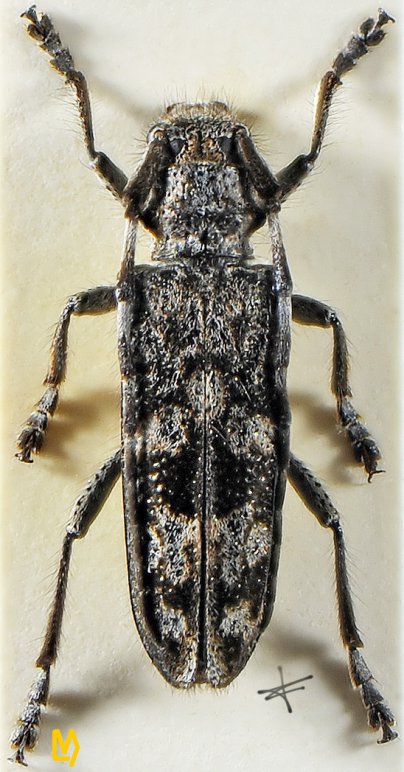Dystomorphus nigrosignatus