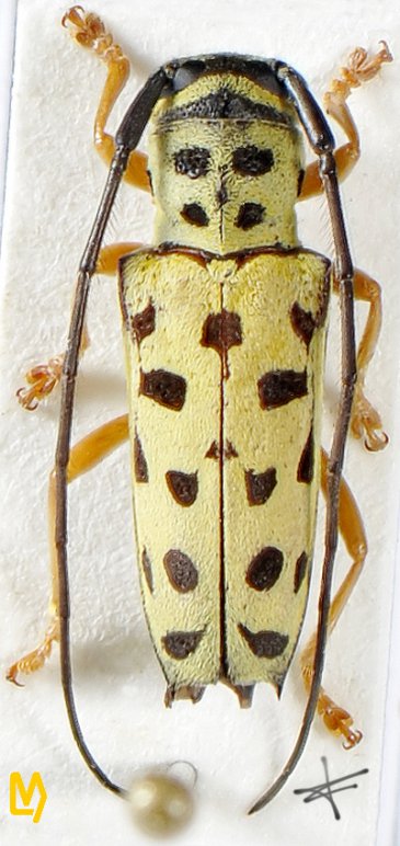 Glenea multiguttata