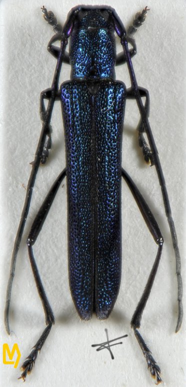 Pseudochlorisanis similis