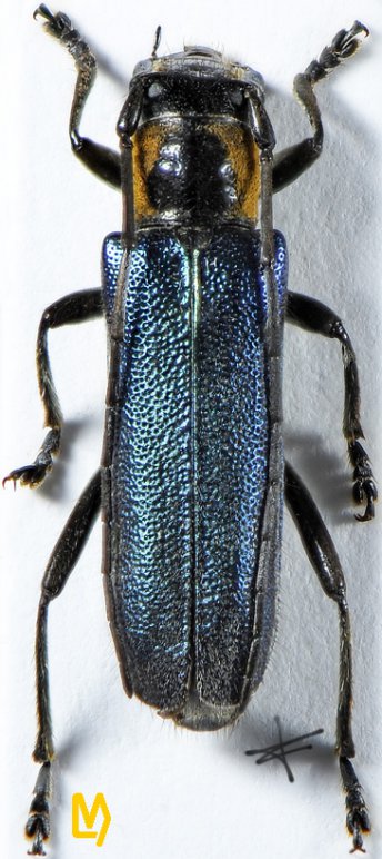 Saperda viridipennis