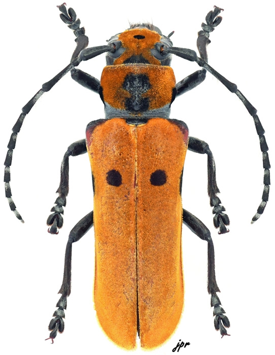 Mimocagosima ochreipennis