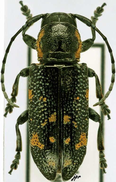 Anatragoides exigua