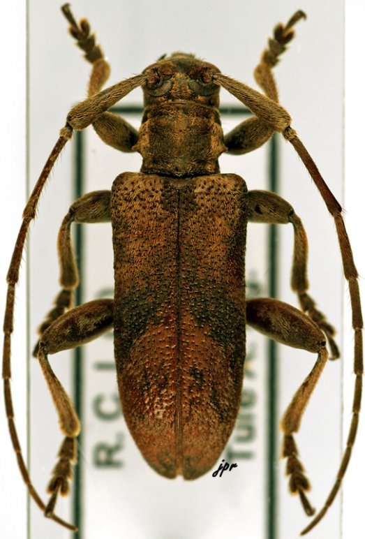 Planodema congoensis congoensis