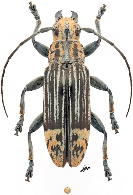 Tmesisternus elegans