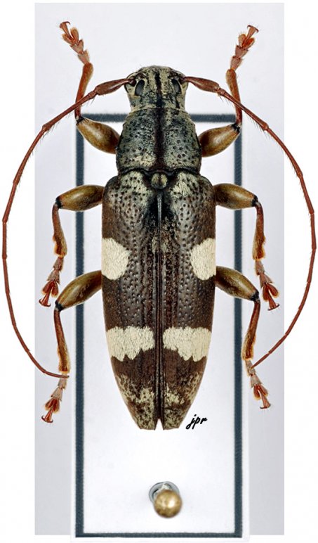 Tmesisternus lotor externemaculatus