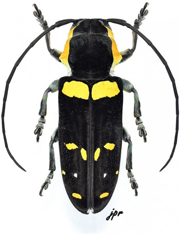 Tragocephala nobilis