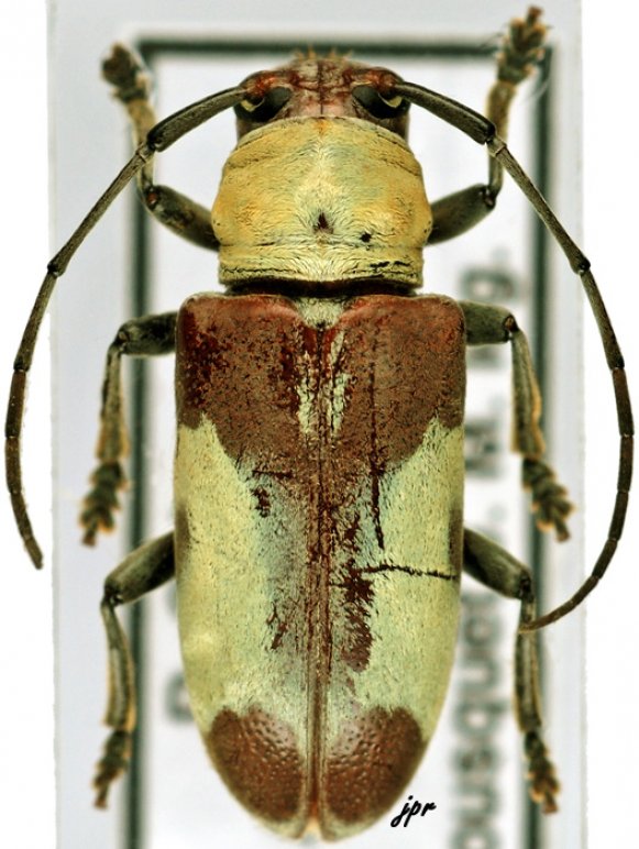 Chariesthes latefasciata