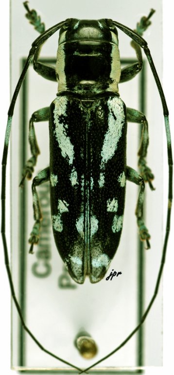 Plagiomus multinotatus