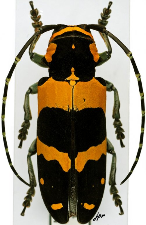 Tragocephala jucunda