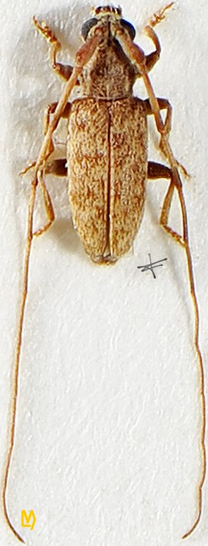 Xenolea asiatica