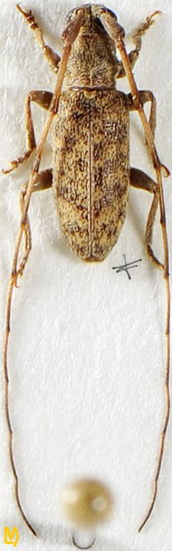 Xenolea asiatica