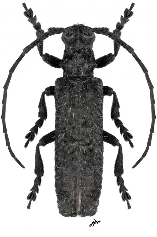 Cymatura nigra