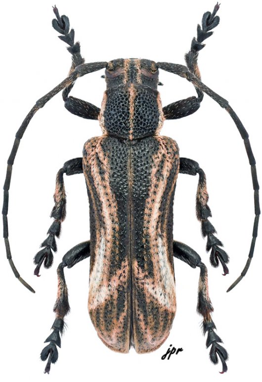 Cyrtogrammus lateripictus