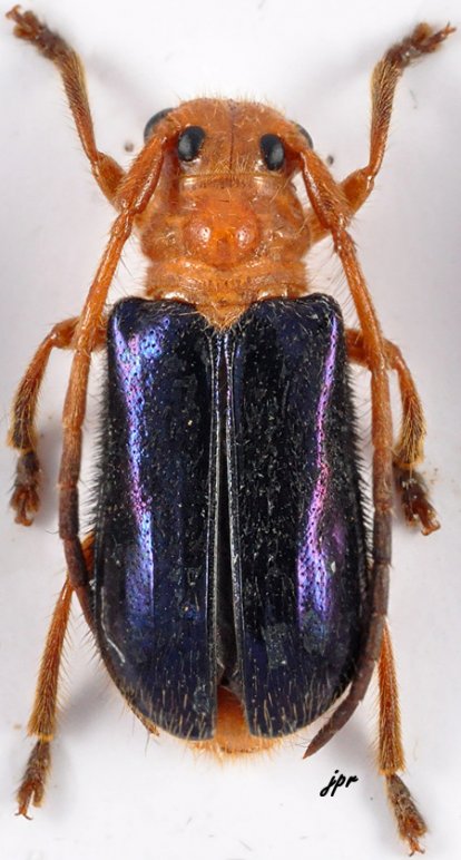 Tetraophthalmus violaceipennis