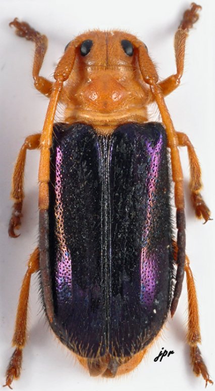 Tetraophthalmus violaceipennis