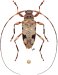 Acanthocinini • Anisopodus batesi • ♀