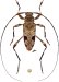 Acanthocinini • Anisopodus batesi • ♂
