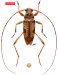 Acanthocinini • Anisopodus patawaensis • holotype ♂
