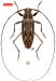 Acanthocinini • Anisopodus pseudostrigosus • allotype ♀