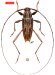 Acanthocinini • Anisopodus pseudostrigosus • holotype ♂