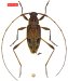 Acanthocinini &bull; Anisopodus puertoquitoensis &bull; holotype ♂