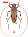 Acanthocinini • Anisopodus rorotaensis • holotype ♀