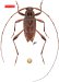 Acanthocinini • Anisopodus vlasaki • holotype ♂