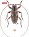 Acanthocinini • Atrypanius viriotensis • holotype ♂