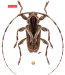 Acanthocinini • Carphina elisabethae • holotype ♂