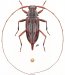 Acanthocinini • Eucharitolus dorcadioides • ♀