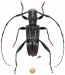 Acanthocinini • Eugrapheus lineellus • ♂