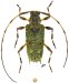 Acanthocinini • Exalcidion tetramaston • ♀