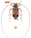 Acanthocinini • Hyperplatys kawensis • holotype ♀