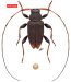 Acanthocinini • Hyperplatys perplexus • holotype ♂