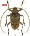 Acanthocinini &bull; Lagocheirus araneiformis eloroensis &bull; holotype ♀