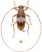 Lepturgantes simplex, holotype ♀ thumbnail #0