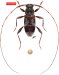 Acanthocinini • Lepturges kawensis • holotype ♂