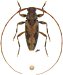 Acanthocinini &bull; Lepturges (Lepturges) &bull; ♂