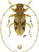 Acanthocinini &bull; Lepturgotrichona stigmatica &bull; ♀