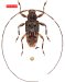 Acanthocinini • Lophopoeum kawense • holotype ♀
