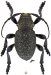 Acanthocinini &bull; Moneilema blapsides ulkei &bull; ♂