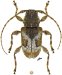 Acanthoderini &bull; Myoxinus asper &bull; ♀