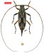 Acanthocinini • Nyssodrysternum kawense • holotype ♀