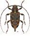 Acanthocinini • Oedopeza setigera • ♀