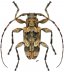 Acrocinini • Oreodera costaricensis • ♂