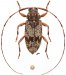 Oxathres muscosa, ♀ thumbnail #1