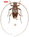 Acanthocinini • Prolepturges kawensis • holotype ♂