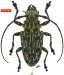 Acanthoderini • Steirastoma bajocalimaense • allotype ♀