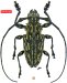 Acanthoderini • Steirastoma bajocalimaense • holotype ♂