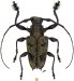 Acanthoderini • Steirastoma coenosum • ♂